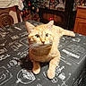 Tigrou a rejoint le concours — aidez-le/la à gagner de superbes lots ! cat, christmas_tree, coffee_theme, cozy, curious, decorations, front_paws, furniture, home, indoor, knickknacks, orange_tabby, ornaments, pet, relaxed, table, tablecloth, text, whiskers, wooden_chair
