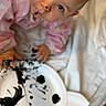 arts_and_crafts, baby, blanket, blue_eyes, child, close_up, creative_play, cute, face, guilty_look, hands, indoors, infant, messy, paint, paper_plate, pink_pajamas, playtime, portrait, smudged