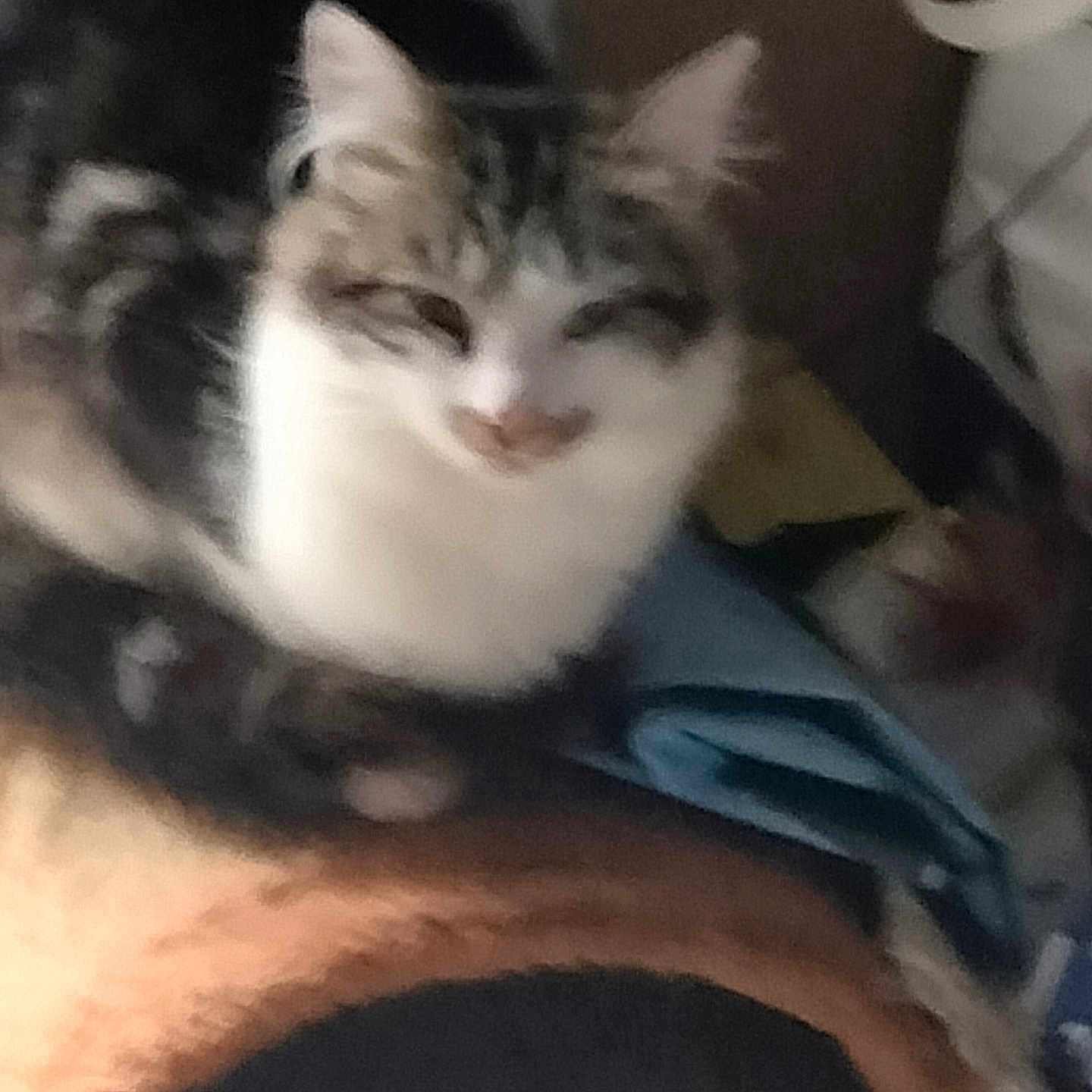 Bella