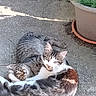 Bella participe au concours pour gagner de l'argent avec cette photo : cat, cats, animal, pet, feline, outdoor, concrete, potted_plant, plant, sunlight, fur, whiskers, laying_down, resting, closeup, two_animals, tabby_cat, striped, white_fur, curious