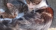 Bella participe au concours pour gagner de l'argent avec cette photo : cat, two_cats, feline, pets, animal, outdoor, sunlight, resting, curled_up, fur, tabby_cat, white_fur, brown_fur, close_up, concrete, nature, companion, relaxing, cute, sleeping