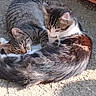 cat, two_cats, feline, pets, animal, outdoor, sunlight, resting, curled_up, fur, tabby_cat, white_fur, brown_fur, close_up, concrete, nature, companion, relaxing, cute, sleeping