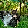 Bella a rejoint le concours — aidez-le/la à gagner de superbes lots ! cat, cats, grass, greenery, outdoor, pet, animal, feline, nature, resting, fur, tabby, white, garden, sunlight, shade, leaf, plant, wildlife, relaxing