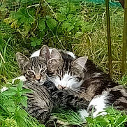 Bella participe au concours pour gagner de l'argent avec cette photo : cat, tabby_cat, animal, pets, grass, outdoor, nature, greenery, plants, snuggling, sleeping, resting, cute, feline, domestic_animal, fur, whiskers, ears, companionship, relaxing