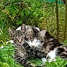 cat, tabby_cat, animal, pets, grass, outdoor, nature, greenery, plants, snuggling, sleeping, resting, cute, feline, domestic_animal, fur, whiskers, ears, companionship, relaxing