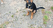 Arthemis participe au concours pour gagner de l'argent avec cette photo : puppy, dog, black_and_tan, sitting, gravel, outdoor, grass, curious, pet, animal, young_dog, ears, tail, collar, ground, nature, canine, companion, paw, attention