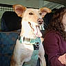 Jackpot a rejoint le concours — aidez-le/la à gagner de superbes lots ! dog, person, car_interior, seat, harness, sunlight, smiling, driving, window, seatbelt, happy, tongue_out, pet, animal, human, travel, road_trip, side_view, casual_clothing, daylight