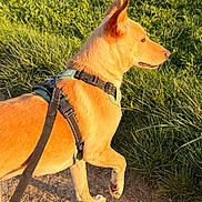 Jackpot participe au concours pour gagner de l'argent avec cette photo : dog, canine, pet, outdoor, grass, path, harness, leash, sunlight, nature, walking, side_view, animal, fur, ears, alert, daytime, greenery, muzzle, paw