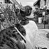 cat, tabby, leash, outdoor, garden, plants, stone_building, fence, whiskers, curious, pet, animal, fur, side_profile, black_and_white, texture, collar, nature, quiet, daylight