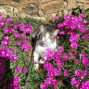 Snoopy a rejoint le concours — aidez-le/la à gagner de superbes lots ! cat, tabby, white, flower_bed, pink_flowers, sunlight, stone_wall, outdoor, garden, plants, greenery, nature, relaxed, animal, pet, flora, spring, daylight, leaves, resting