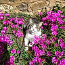 cat, tabby, white, flower_bed, pink_flowers, sunlight, stone_wall, outdoor, garden, plants, greenery, nature, relaxed, animal, pet, flora, spring, daylight, leaves, resting