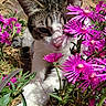 cat, flower, pink_flower, plant, outdoor, sunlight, nature, pet, animal, greenery, closeup, garden, feline, whiskers, leaf, stem, colorful, spring, relaxing, shadow