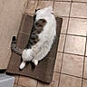 cat, fluffy, lying_down, scratch_pad, indoor, tile_floor, relaxed, white_and_gray, pet, animal, feline, resting, floor, domestic, fur, tail, paw, corner, home, cozy