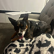 Little Bit joined the competition — help win amazing prizes! animal, black_and_brown, blanket, chair, cozy, cushion, dog, domestic_animal, ears, floor, fur, furniture, happy, indoor, looking, pet, relaxing, resting, side_table, tongue_out