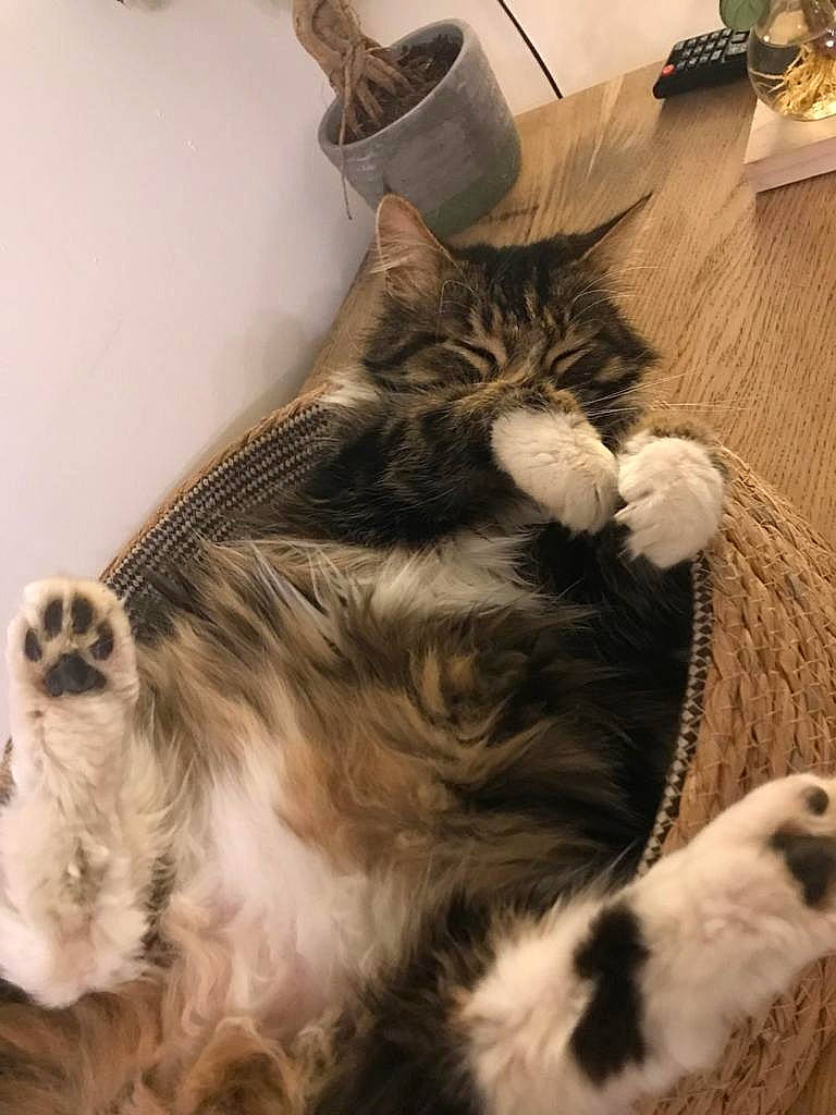 Scouik participe au concours pour gagner de l'argent avec cette photo : carnivore, cat, claw, comfort, domestic_short_haired_cat, felidae, fur, paw, small_to_medium_sized_cats, tail, terrestrial_animal, whiskers