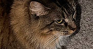 Sarah is registered to the contest to win money with this photo: cat, tabby_cat, feline, pet, fur, striped_fur, whiskers, yellow_eyes, white_paw, lying_down, resting, indoor, carpet, floor, close_up, portrait, profile, fluffy, brown_fur, cozy