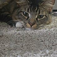 Sarah is registered to the contest to win money with this photo: cat, tabby, furry, pet, animal, face, eyes, ears, whiskers, nose, portrait, close_up, lying_down, carpet, indoor, home, cozy, brown, gray, alert