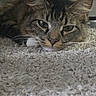 cat, tabby, furry, pet, animal, face, eyes, ears, whiskers, nose, portrait, close_up, lying_down, carpet, indoor, home, cozy, brown, gray, alert