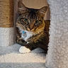 Sarah joined the competition — help win amazing prizes! cat, tabby_cat, pet, animal, feline, portrait, sitting, paws, green_eyes, whiskers, collar, indoor, cat_tower, scratching_post, plush, cozy, cute, staring, close_up, warm_lighting