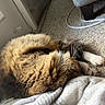 Sarah joined the competition — help win amazing prizes! cat, cats, tabby_cat, black_and_white_cat, sleeping, cuddling, curled_up, furry, whiskers, paws, pink_nose, indoor, home, carpet, blanket, bed, cozy, sunlight, nap, relaxed