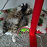 cat, fluffy_cat, long_hair, furry, sleeping, lying_down, belly_up, relaxed, pet, animal, indoor, blanket, festive_blanket, carpet, red_table_leg, furniture, white_paws, gray_fur, home, nap