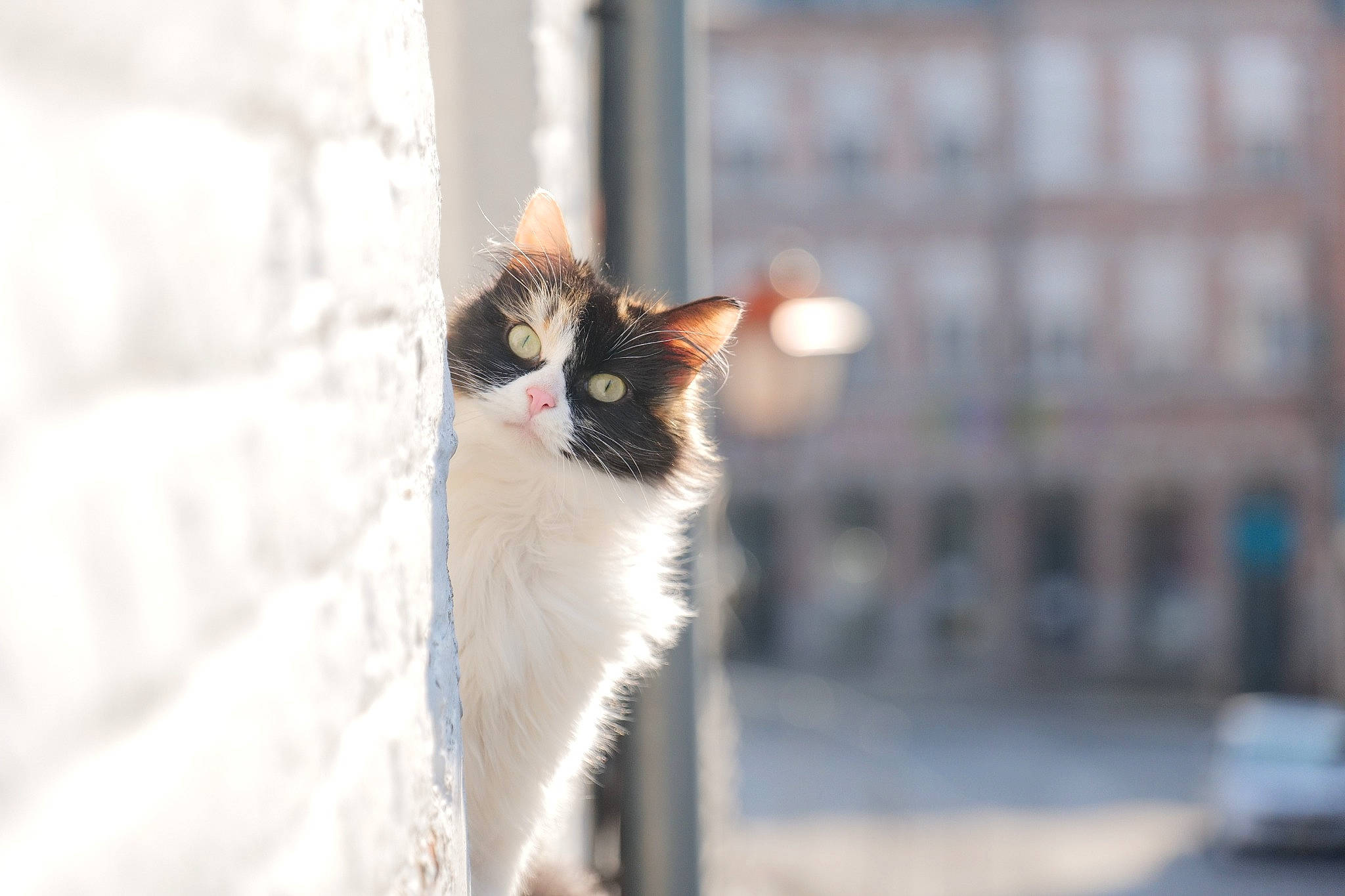 Lara a rejoint le concours — aidez-le/la à gagner de superbes lots ! aegean_cat, black_and_white, carnivore, cat, ear, eye, felidae, fur, organ, small_to_medium_sized_cats, snapshot, snout, sunlight, tail, whiskers, window