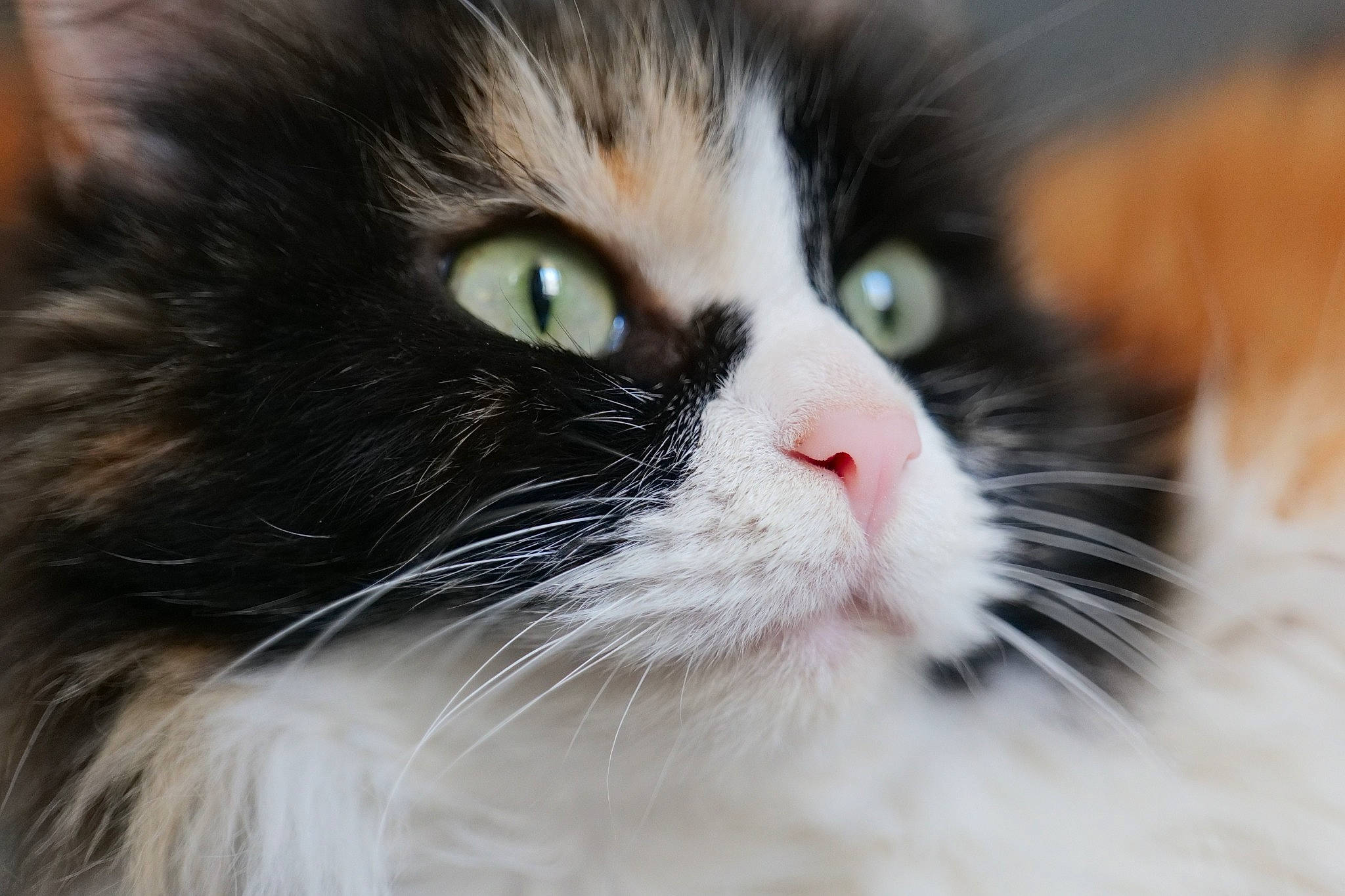 Lara a rejoint le concours — aidez-le/la à gagner de superbes lots ! black_and_white, carnivore, cat, close_up, domestic_long_haired_cat, eye, felidae, fur, kitten, mammal, norwegian_forest_cat, nose, persian, photography, small_to_medium_sized_cats, snout, vertebrate, whiskers