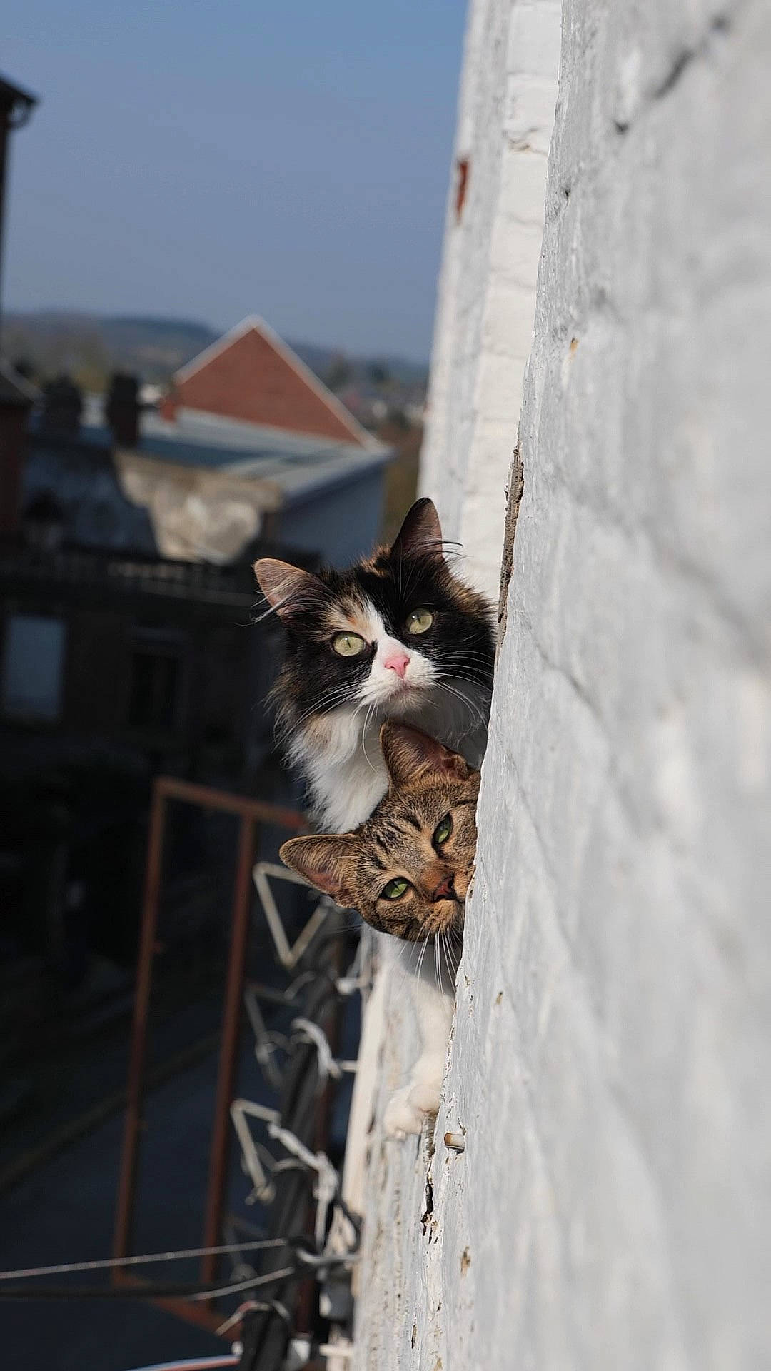 Lara participe au concours pour gagner de l'argent avec cette photo : aegean_cat, carnivore, cat, felidae, fur, kitten, norwegian_forest_cat, small_to_medium_sized_cats, snout, street, whiskers, window