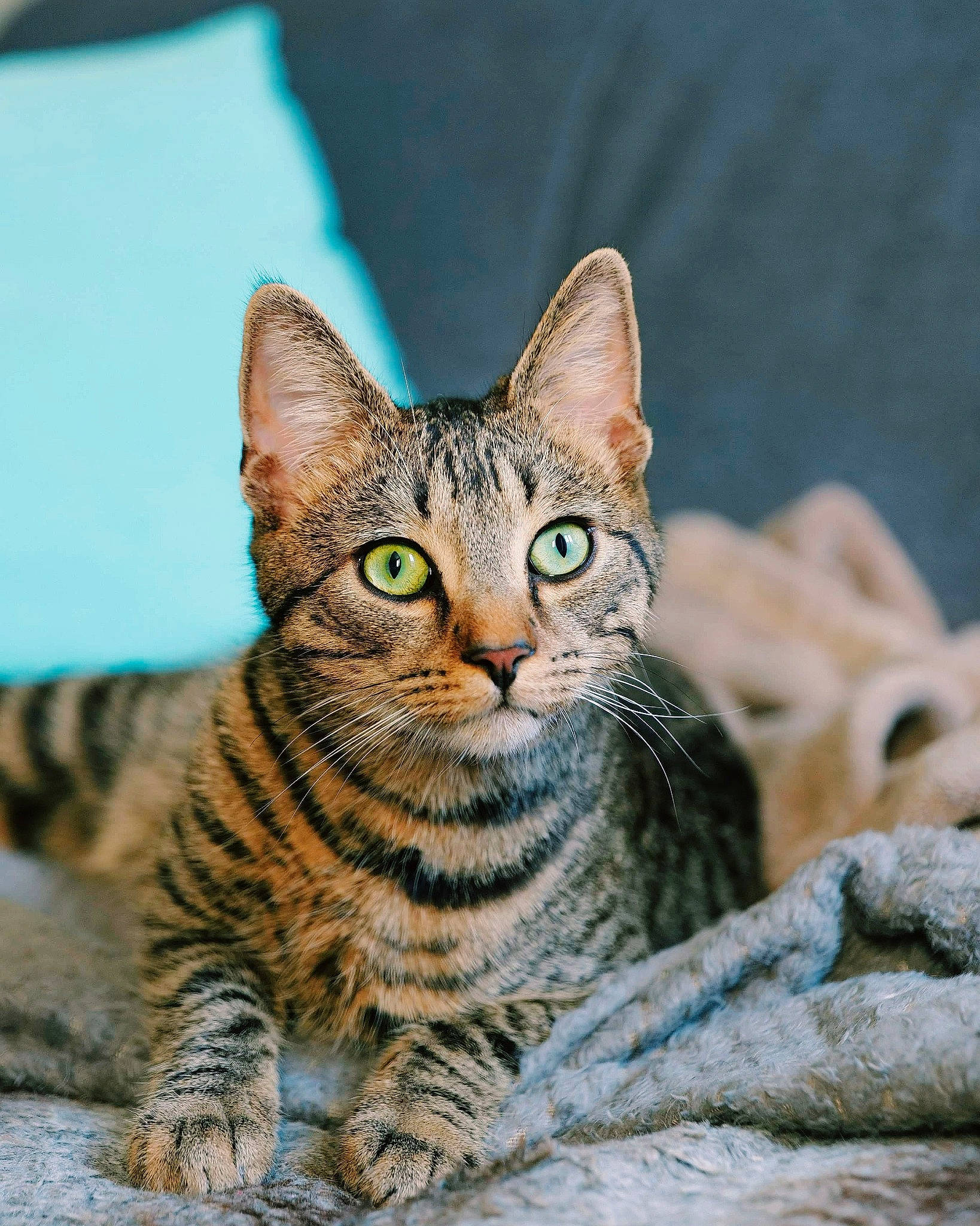 Anubis a rejoint le concours — aidez-le/la à gagner de superbes lots ! arabian_mau, asian, bengal, california_spangled, carnivore, cat, domestic_short_haired_cat, dragon_li, egyptian_mau, european_shorthair, felidae, kitten, mammal, ocicat, savannah, small_to_medium_sized_cats, tabby_cat, toyger, vertebrate, whiskers