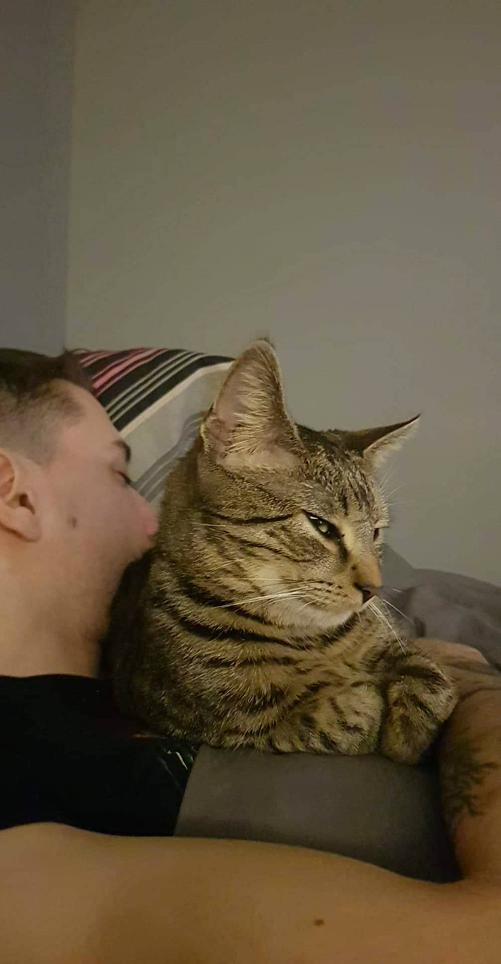 Anubis participe au concours pour gagner de l'argent avec cette photo : american_shorthair, asian, california_spangled, carnivore, cat, comfort, domestic_short_haired_cat, dragon_li, ear, european_shorthair, felidae, fur, kitten, nap, sitting, small_to_medium_sized_cats, tabby_cat, whiskers