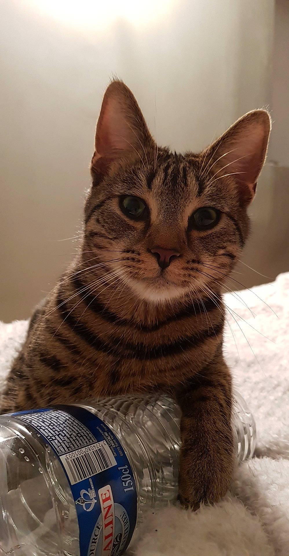 Anubis participe au concours pour gagner de l'argent avec cette photo : aegean_cat, american_shorthair, asian, california_spangled, carnivore, cat, domestic_short_haired_cat, dragon_li, egyptian_mau, european_shorthair, felidae, german_rex, kitten, mammal, ocicat, small_to_medium_sized_cats, snout, tabby_cat, vertebrate, whiskers