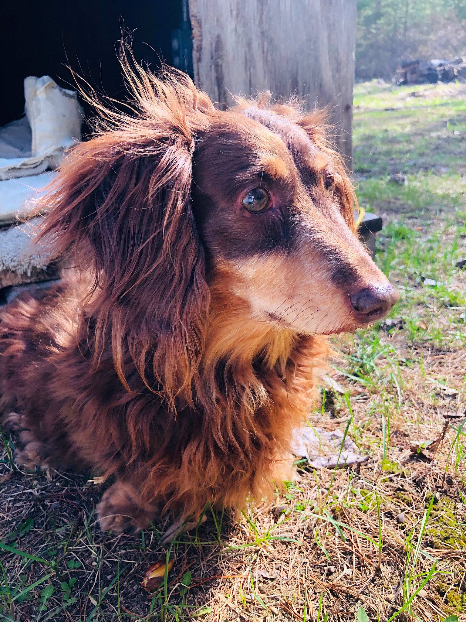 Chewie is registered to the contest to win money with this photo: canidae, carnivore, companion_dog, dog, dog_breed, fawn, fur, grass, liver, livestock, snout, sporting_group, terrestrial_animal, whiskers, working_animal