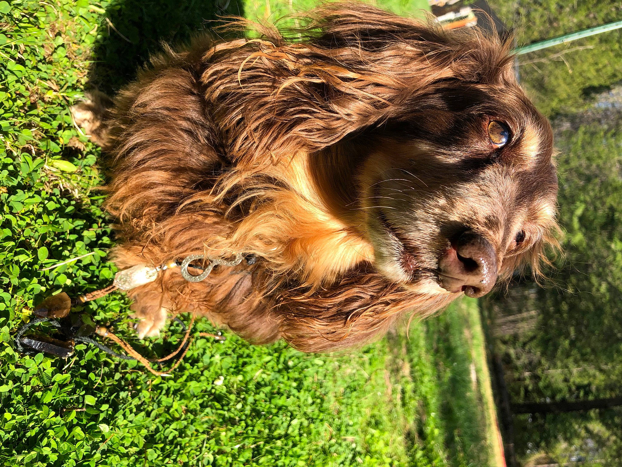 Chewie
