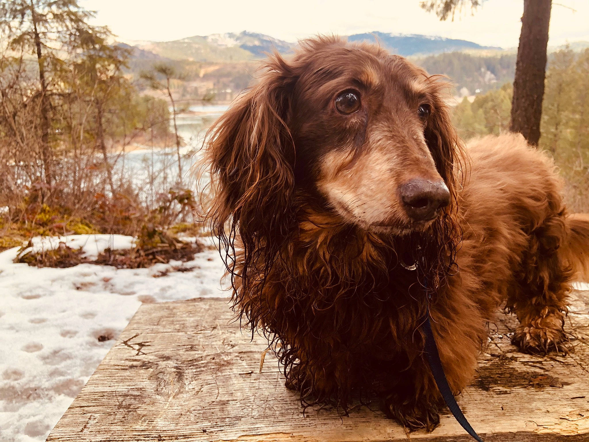 Chewie joined the competition — help win amazing prizes! canidae, carnivore, companion_dog, dog, dog_breed, fur, gun_dog, liver, mountain, plant, sky, snout, snow, spaniel, sporting_group, terrestrial_animal, tree, wood, working_animal, working_dog