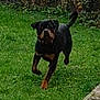 active, animal, canine, daylight, dog, energy, fur, garden, grass, greenery, leash, mammal, motion, nature, outdoor, pet, playful, rottweiler, running, tail