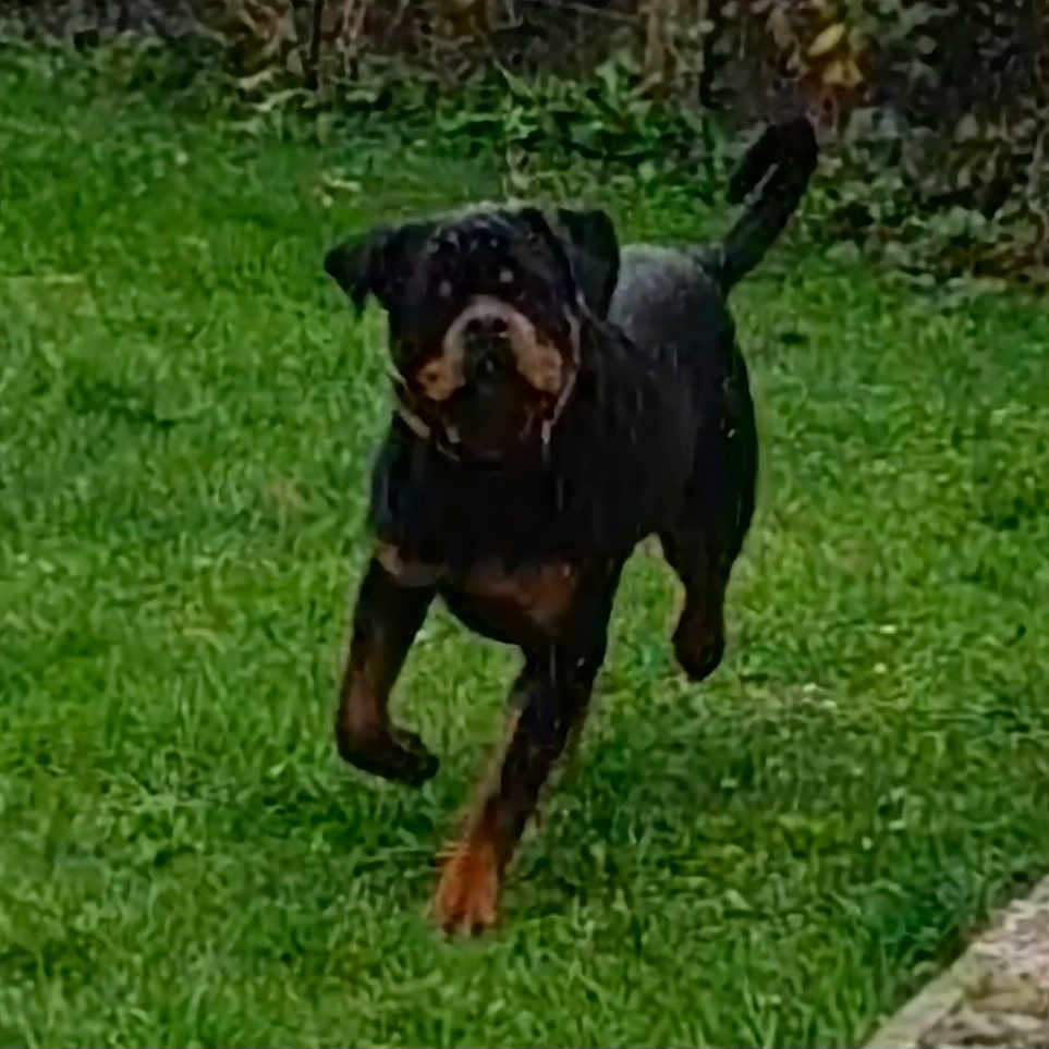 Vaïan participe au concours pour gagner de l'argent avec cette photo : active, animal, canine, daylight, dog, energy, fur, garden, grass, greenery, leash, mammal, motion, nature, outdoor, pet, playful, rottweiler, running, tail
