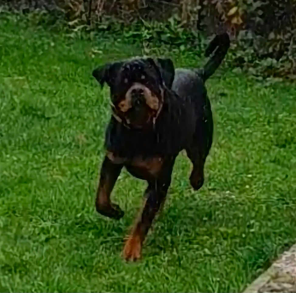 Vaïan participe au concours pour gagner de l'argent avec cette photo : active, animal, canine, daylight, dog, energy, fur, garden, grass, greenery, leash, mammal, motion, nature, outdoor, pet, playful, rottweiler, running, tail