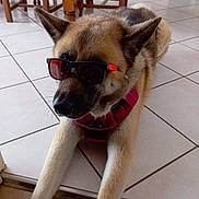 Stella a rejoint le concours — aidez-le/la à gagner de superbes lots ! dog, indoor, sunglasses, pet, canine, floor, tile, harness, relaxed, animal, brown, white, ears, snout, fur, cool, laying, house, shades, portrait