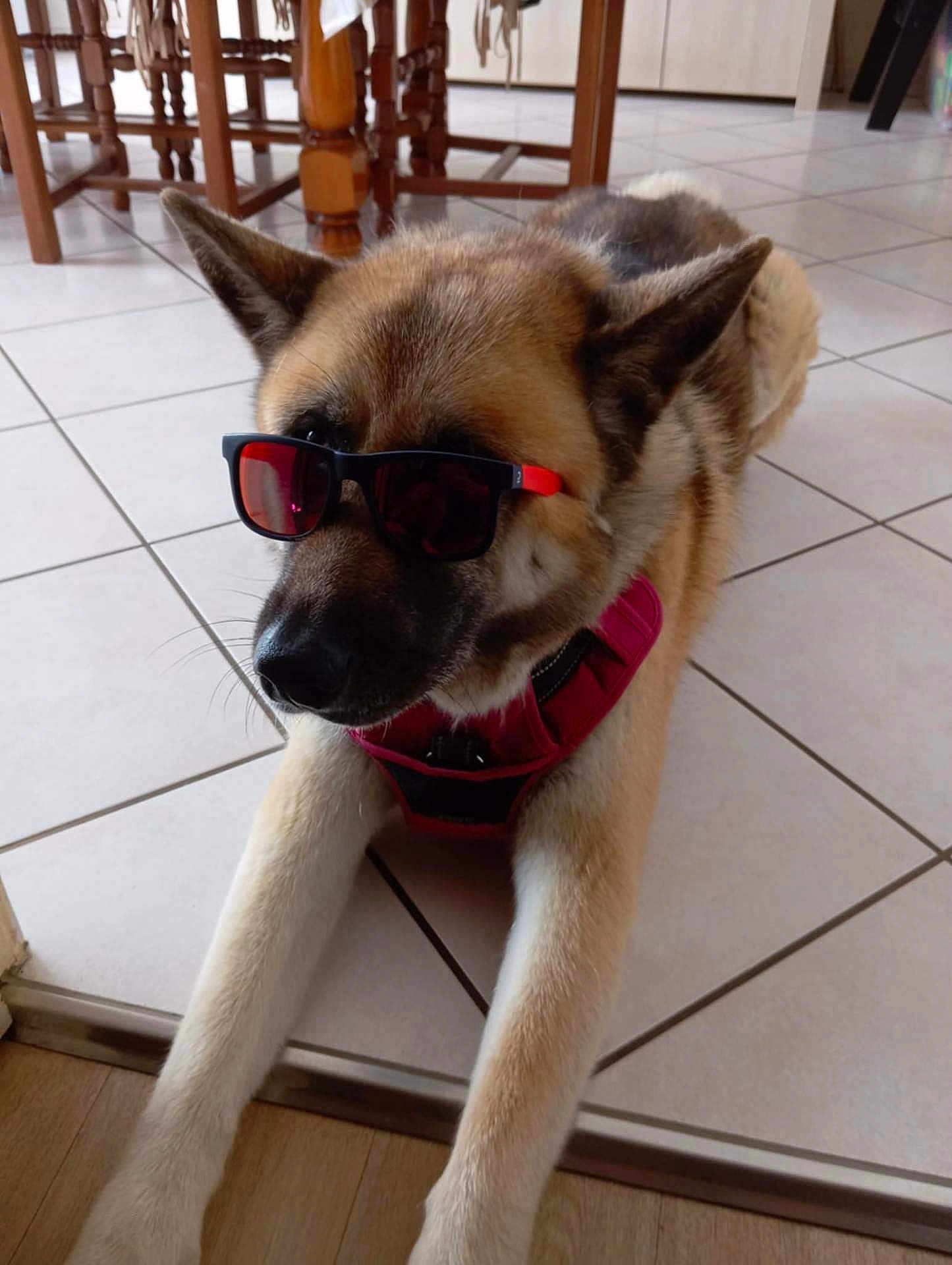 Stella