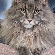 Mowgli participe au concours pour gagner de l'argent avec cette photo : cat, feline, long_hair, fluffy, whiskers, green_eyes, portrait, close_up, paw, ears, fur, indoor, pet, mammal, majestic, stare, sofa, cushion, nose, mane