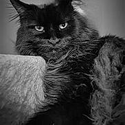 Perle a rejoint le concours — aidez-le/la à gagner de superbes lots ! cat, black_cat, maine_coon, fluffy_fur, whiskers, ear_tufts, intense_gaze, close_up, portrait, monochrome, black_and_white, indoor, pet, feline, cat_tree, soft_texture, regal, relaxed, long_hair, stare