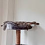 cat, cat_tree, gray_cat, indoor, pet, relaxing, stretching, feline, fur, sleeping, home, animal, paw, cozy, resting, wall, platform, scratching_post, domestic_cat, comfortable