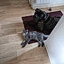 animal, brindle_dog, canine, cat, companion, cozy, curious, dog, domestic, feline, floor, fluffy_cat, home, indoor, looking_up, pet, relaxed, resting, rug, wooden_floor