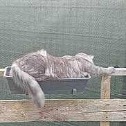Zihya a rejoint le concours — aidez-le/la à gagner de superbes lots ! cat, gray_cat, fluffy, plant_pot, planter_box, wooden_fence, stretching, outdoor, pet, animal, feline, resting, relaxed, tail, paw, garden, nature, sleepy, cute, cozy