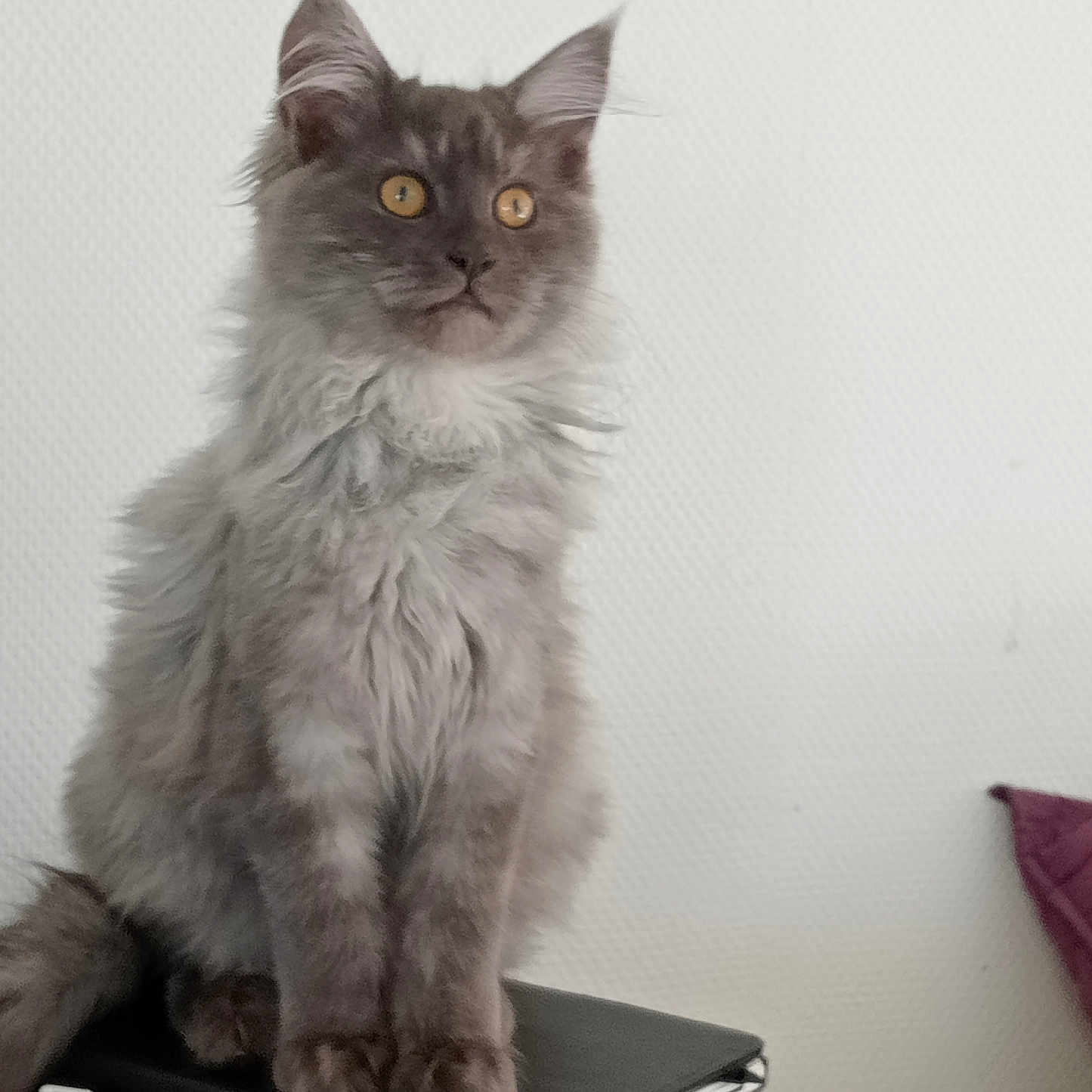 Zihya