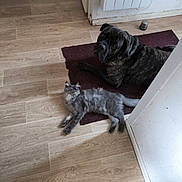 Thanya a rejoint le concours — aidez-le/la à gagner de superbes lots ! dog, cat, indoor, floor, rug, wooden_floor, pet, animal, brindle_dog, gray_cat, lying_down, relaxed, curious, domestic, companion, home, cozy, quiet, resting, curled_tail