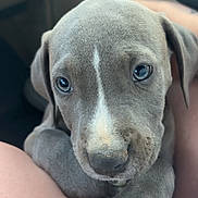 Falcko a rejoint le concours — aidez-le/la à gagner de superbes lots ! puppy, dog, pet, animal, close_up, gray, cute, young, resting, paws, person, arm, indoors, car, seat, window, portrait, fur, face, eyes