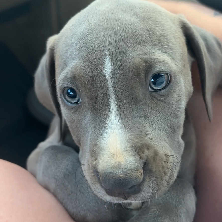 Falcko a rejoint le concours — aidez-le/la à gagner de superbes lots ! puppy, dog, pet, animal, close_up, gray, cute, young, resting, paws, person, arm, indoors, car, seat, window, portrait, fur, face, eyes