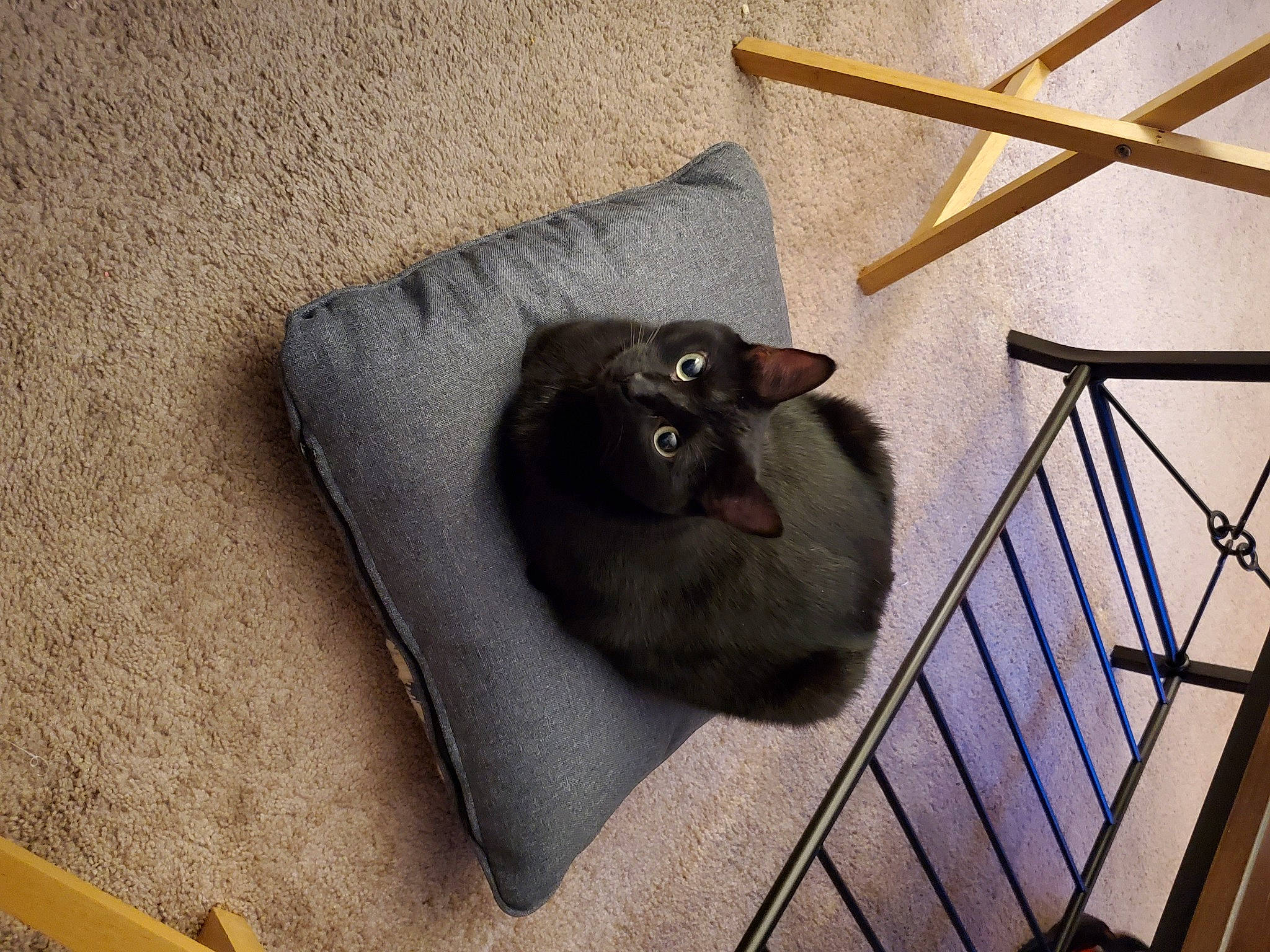 Raven joined the competition — help win amazing prizes! carnivore, cat, comfort, domestic_short_haired_cat, felidae, floor, flooring, grey, hardwood, mammal, pet_supply, shelf, small_to_medium_sized_cats, snout, stairs, table, tail, vertebrate, whiskers, wood