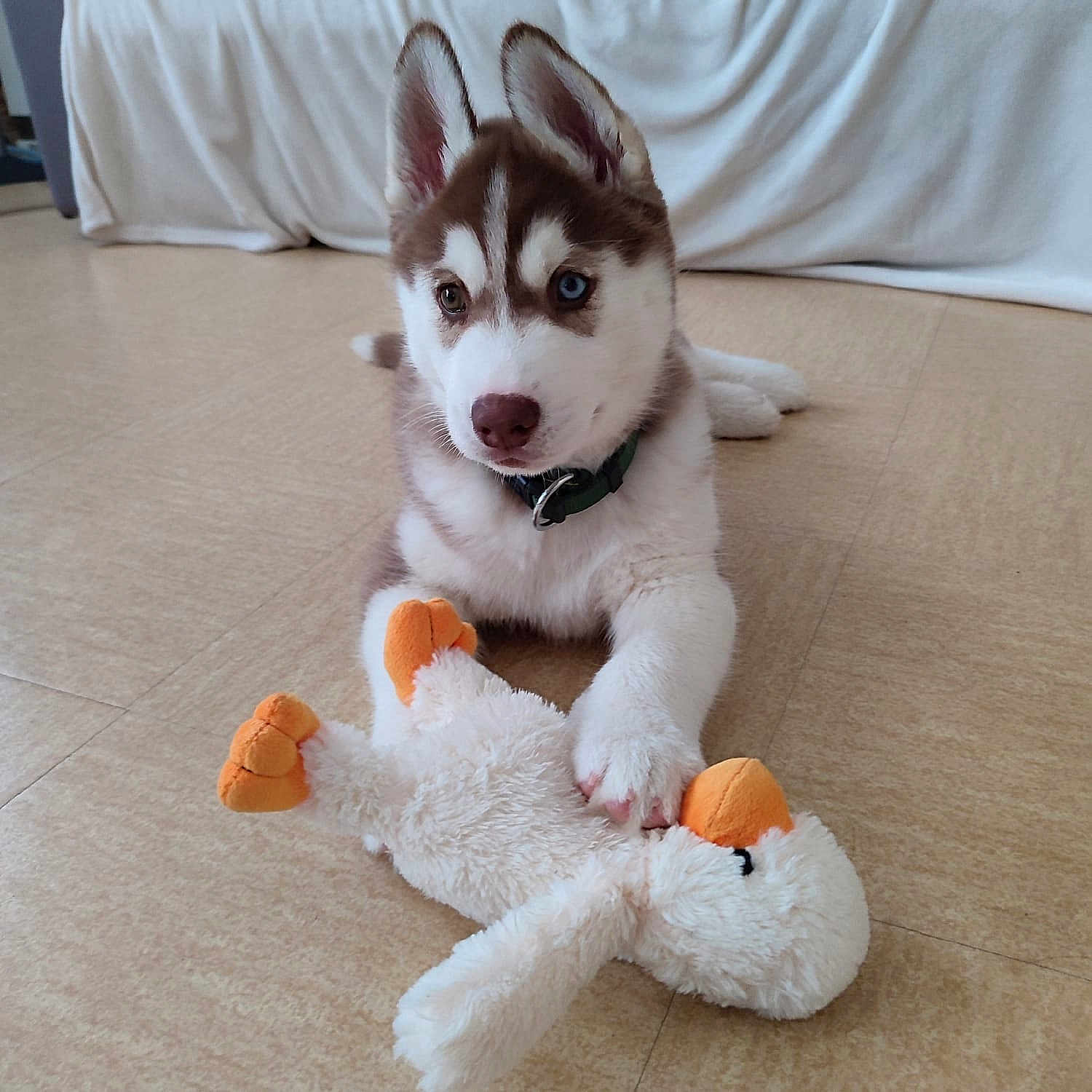 Valky participe au concours pour gagner de l'argent avec cette photo : animal, canine, dog, dogbed, eskimodog, husky, pet, plush, puppy, toy, whitedog